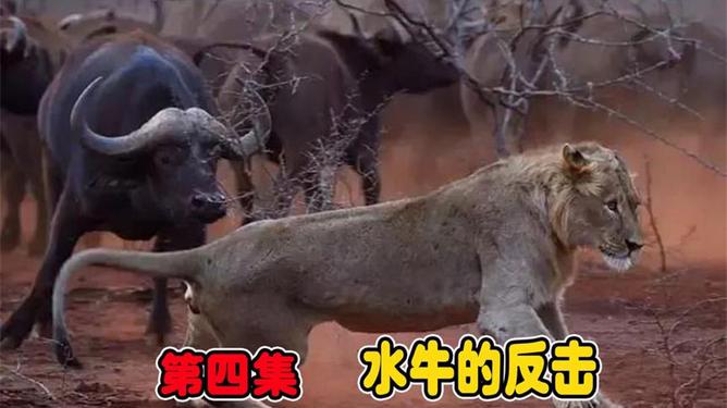 獅王邂逅自然美景，一場輕松之旅